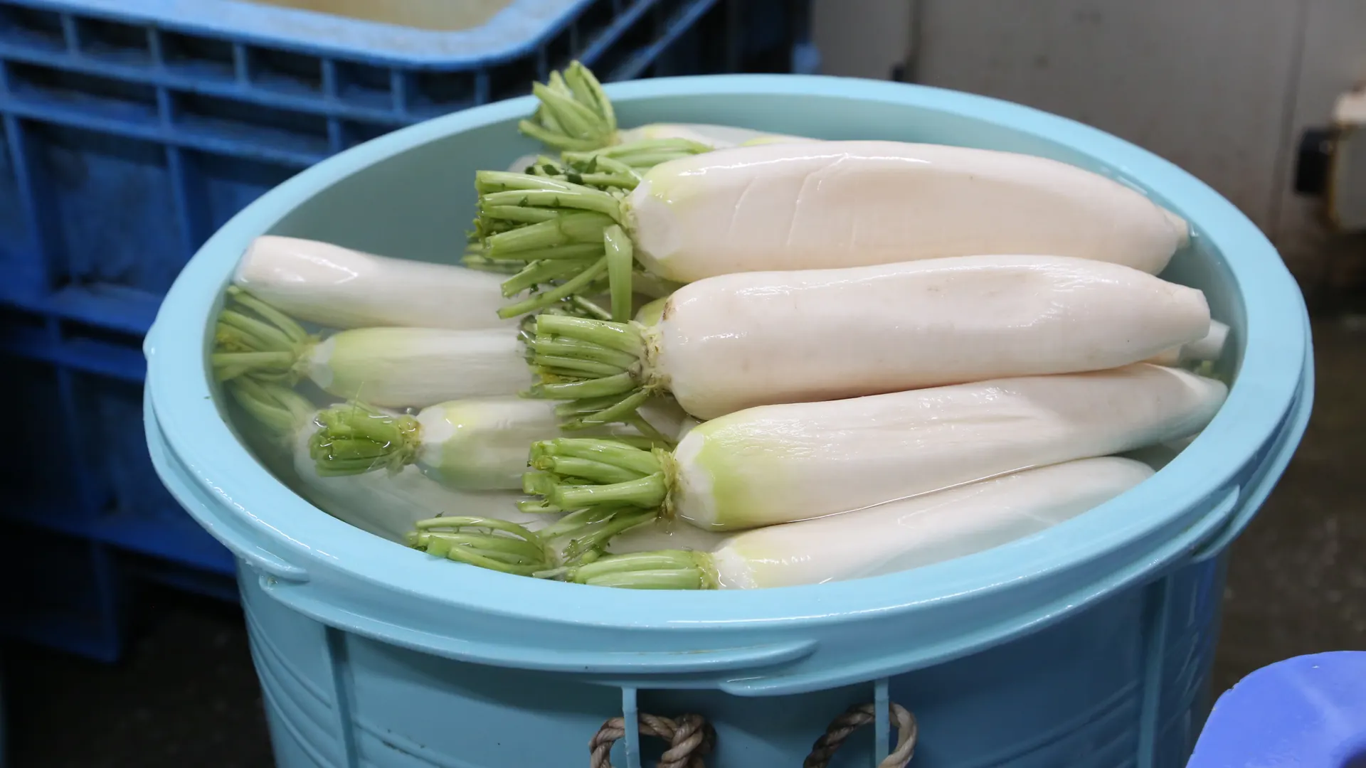 水を張った樽の葉付き大根